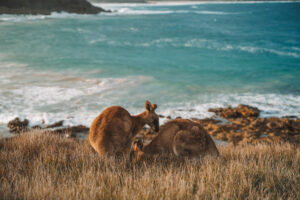 guide pvt australie