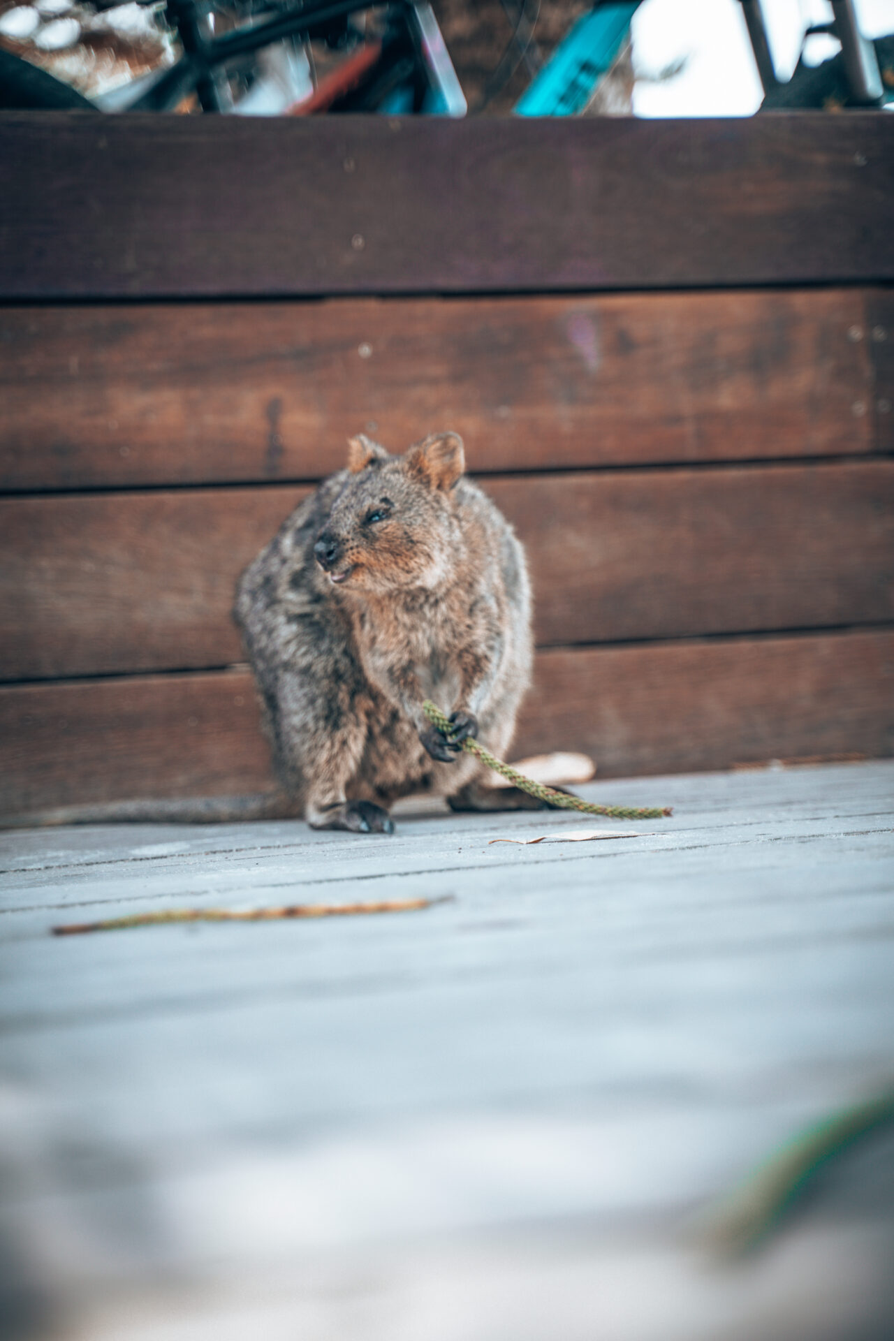 Quokka sur Rottnest island