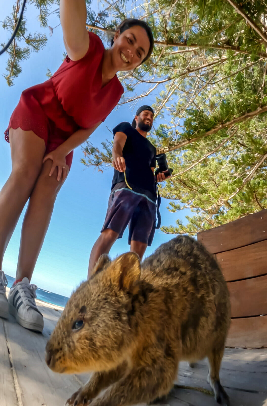 Quokka sur Rottnest island