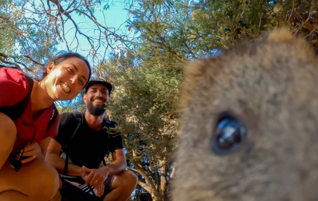 Quokka sur Rottnest island