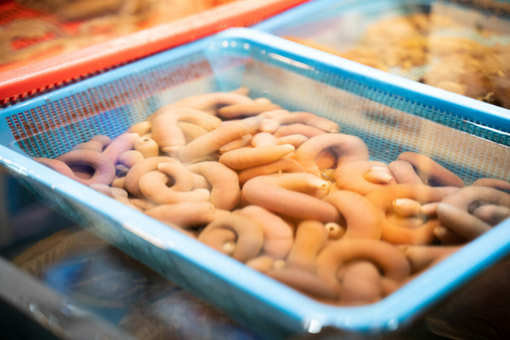 Poissons pénis Corée