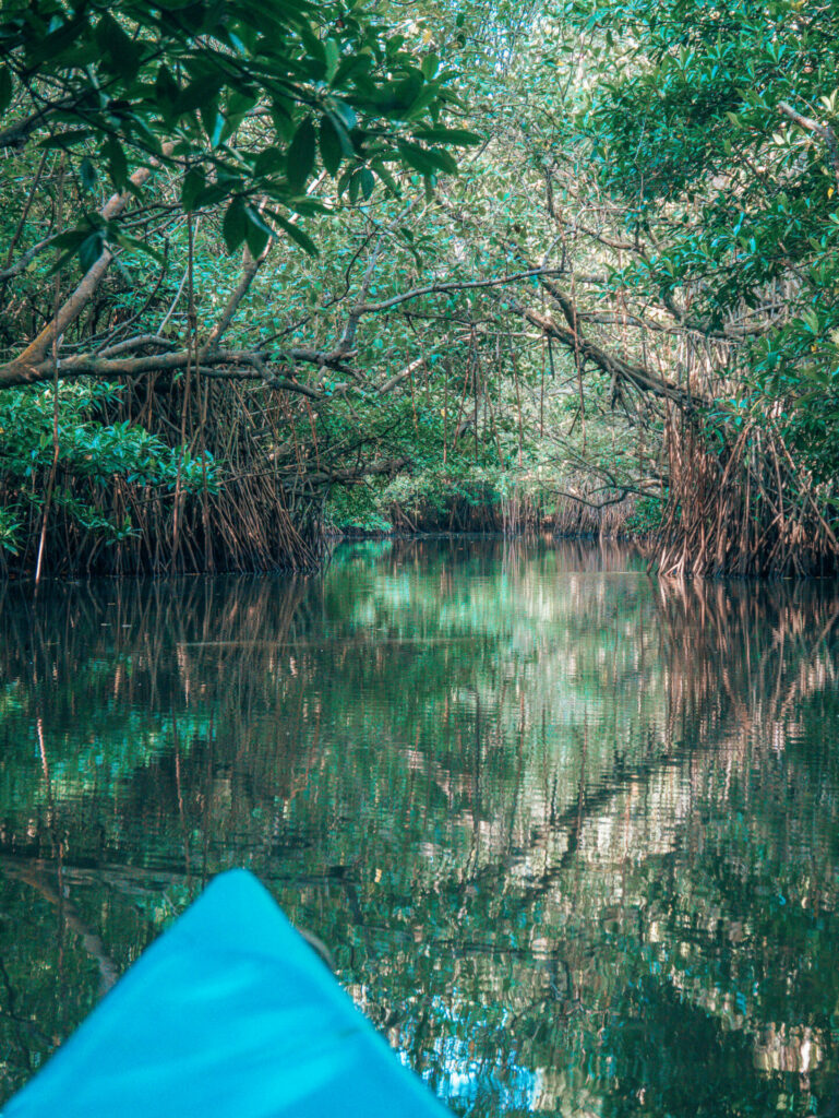Mangrove Tangalle en canoë