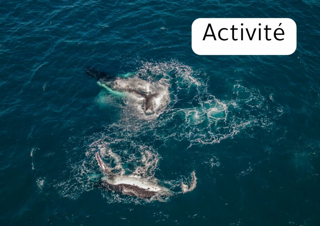 Créateur de contenu activité